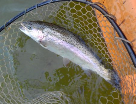 大安トラウトレイク 釣果